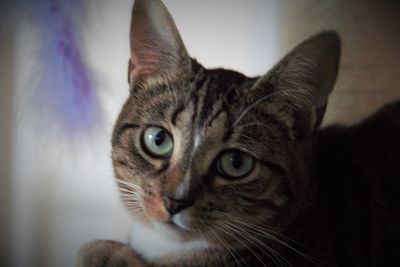 Close-up portrait of cat