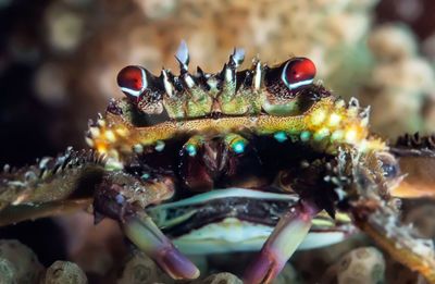 Close-up of insect in sea