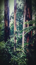 View of plants and trees