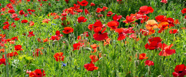 Close-up of red poppy flowers on field