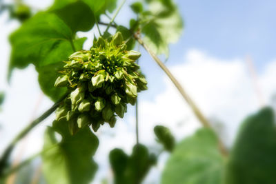 Close-up of flowering plant against sky
