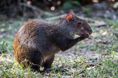 Side view of giraffe on grass