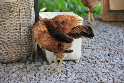 Close-up of rooster