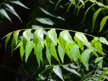 Close-up of fern leaves