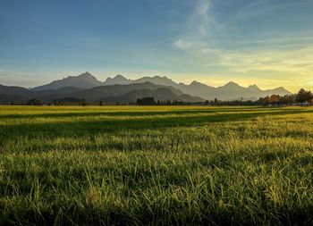 Scenic view of field against sky