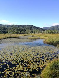 Scenic view of lake against clear blue sky