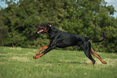 Side view of a dog on grass