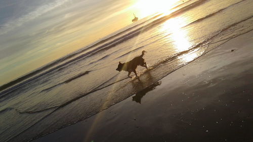 Dog running on beach against sky during sunset