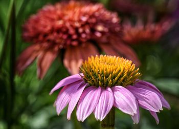 Close-up of purple coneflower blooming outdoors
