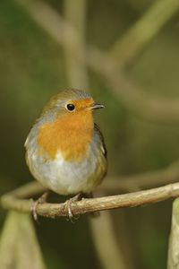 Close-up of bird perching on branch