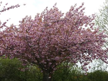 Low angle view of cherry blossom tree in park