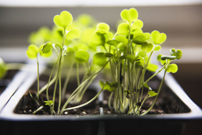 Macro closeup detail arugula seedlings and micro greens sprouting