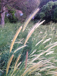 Plants growing on field