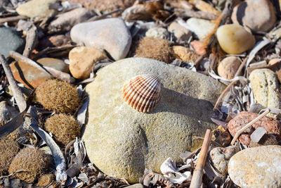 A shell on the stony beach