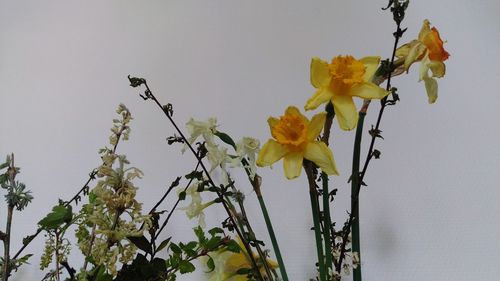 Low angle view of yellow flowers blooming against clear sky