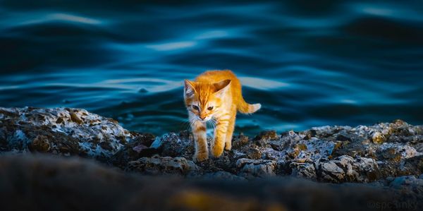Cat standing on rock with sea in background 