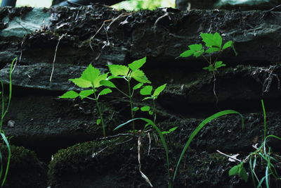 Plants growing on rocks