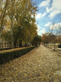 Footpath amidst trees in park