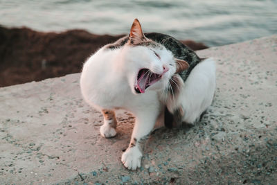 View of a cat yawning