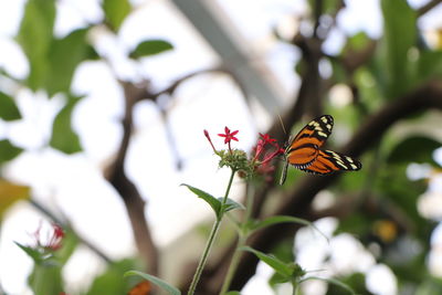 Close-up of butterfly pollinating on flower