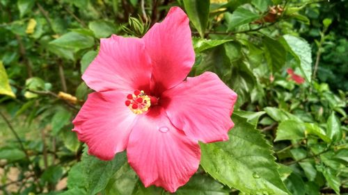 Close-up of pink hibiscus blooming outdoors