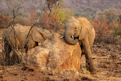 Side view of elephant on land