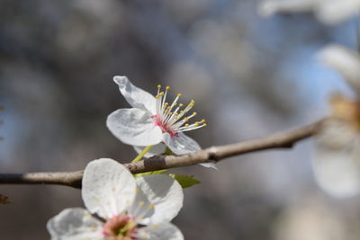 Close-up of white cherry blossom