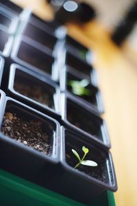 Close-up of potted plant on table