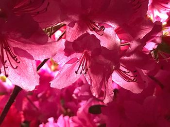 Close-up of pink flowers blooming on tree