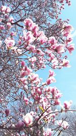 Low angle view of pink flowers blooming on tree