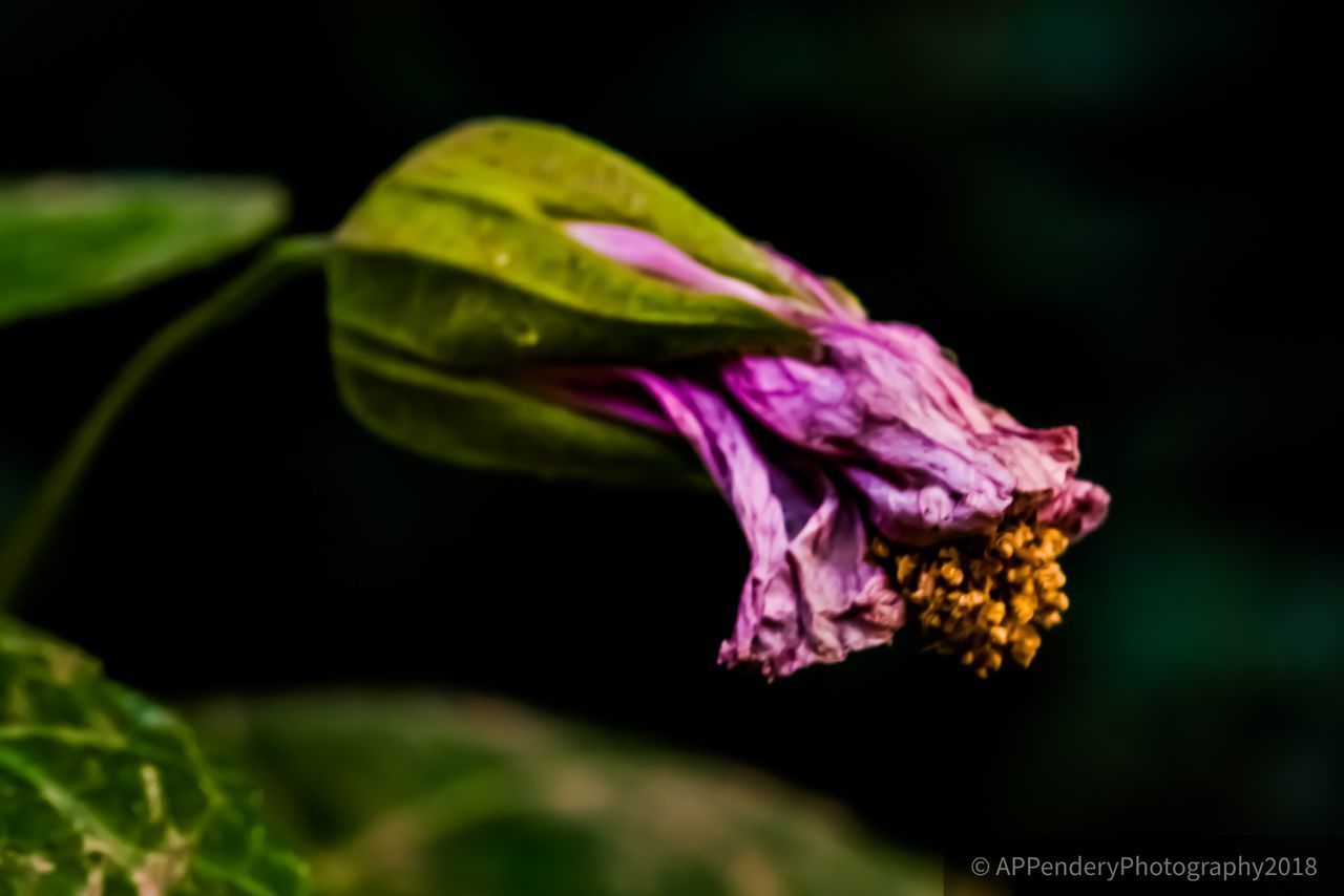 CLOSE-UP OF PURPLE FLOWERING PLANTS