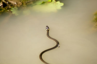 Close-up of turtle in a lake