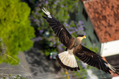 Close-up of eagle flying