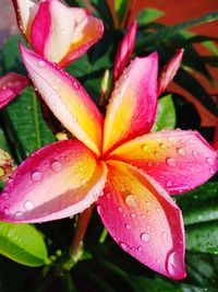 Close-up of water drops on pink rose