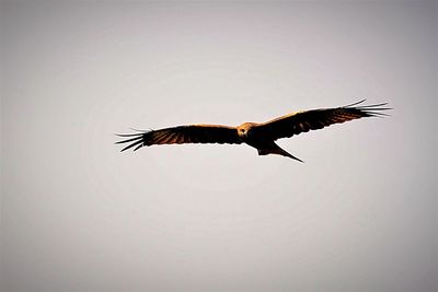 Low angle view of eagle flying in sky