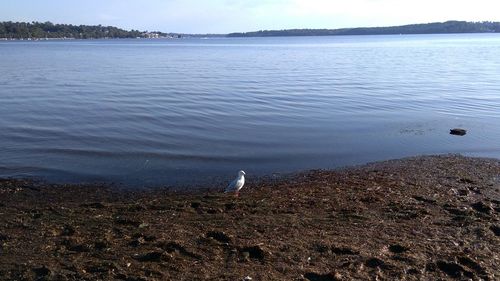 Scenic view of lake