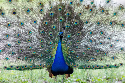 Close-up of peacock