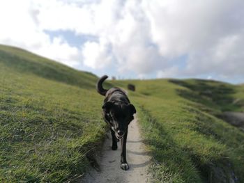 Dog standing on field