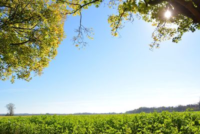 Scenic view of field against clear blue sky