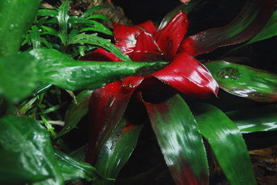 Close-up of red plant