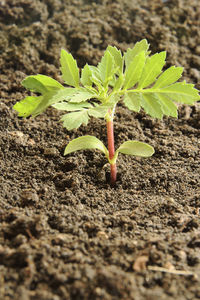 Plants growing on field