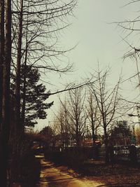 Bare trees on road