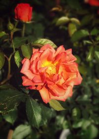 Close-up of red flower blooming outdoors