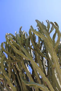 Low angle view of plants against clear blue sky