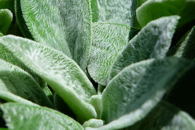 Macro shot of green leaves