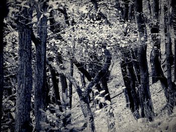 Close-up of tree trunk in forest