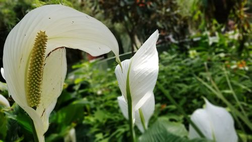 Close-up of white lily on field