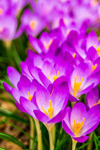 Close-up of purple flowering plant