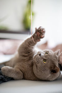 Cat sleeping and playing on bed