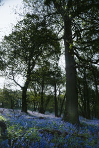 Scenic view of flowering trees on field in forest